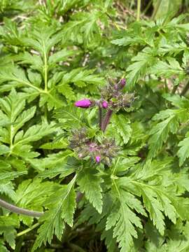 Image of Canary Island geranium