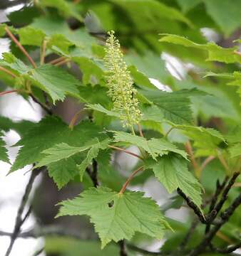 Image of Tail-leaf Maple