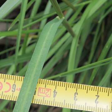 Image of Poa ensiformis Vickery