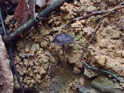 Image of Psilocybe guilartensis Guzmán, F. Tapia & Nieves-Riv. 1997