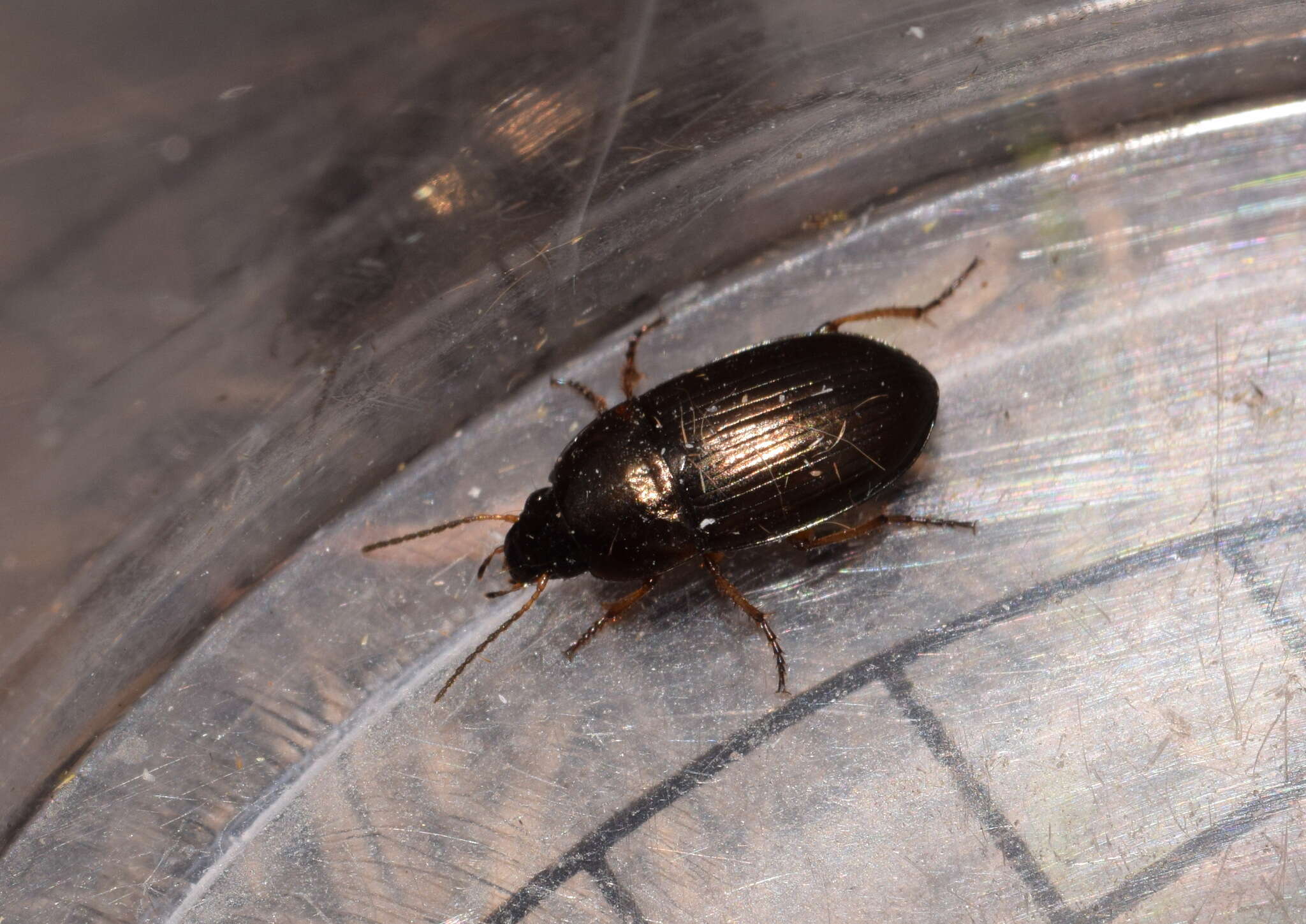 Image of Ground beetle