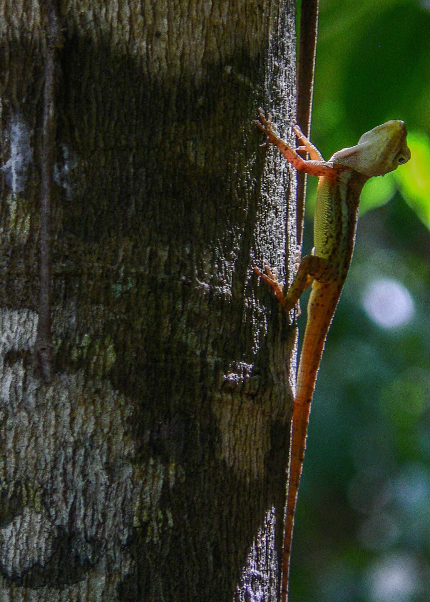 Image of Anguilla Bank Anole