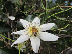 Image of New Zealand clematis