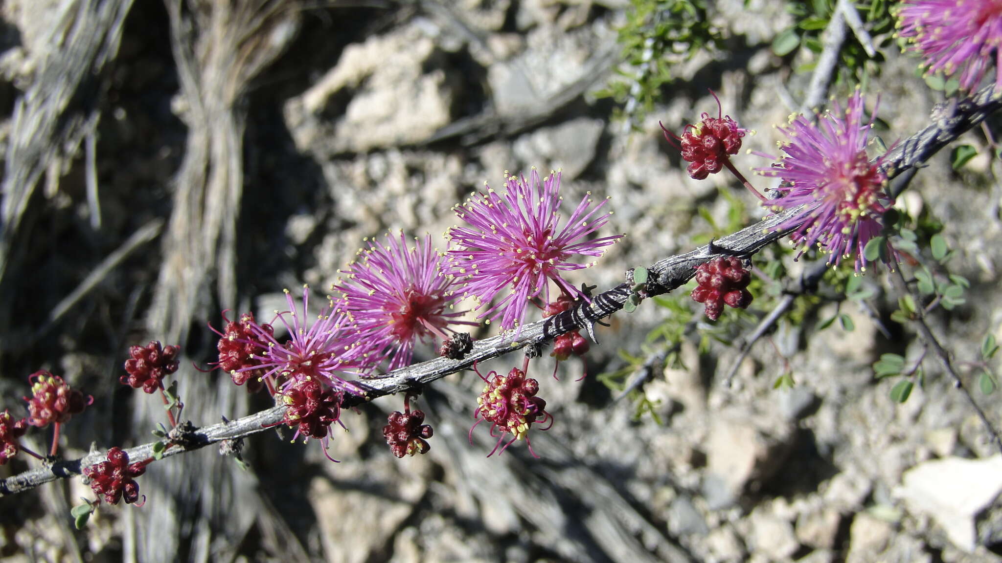 Image de Mimosa zygophylla A. Gray