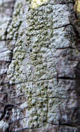 Image of pore lichen