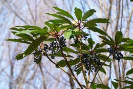 Imagem de Daphniphyllum macropodum Miq.