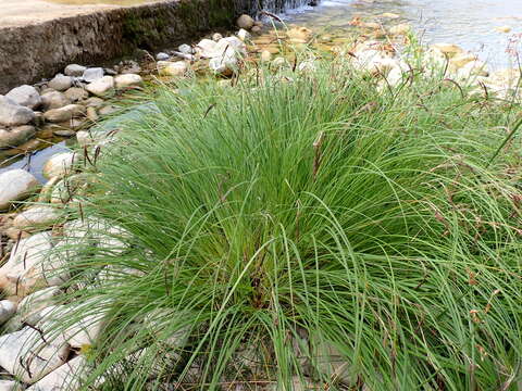 Image of Carex elata subsp. elata