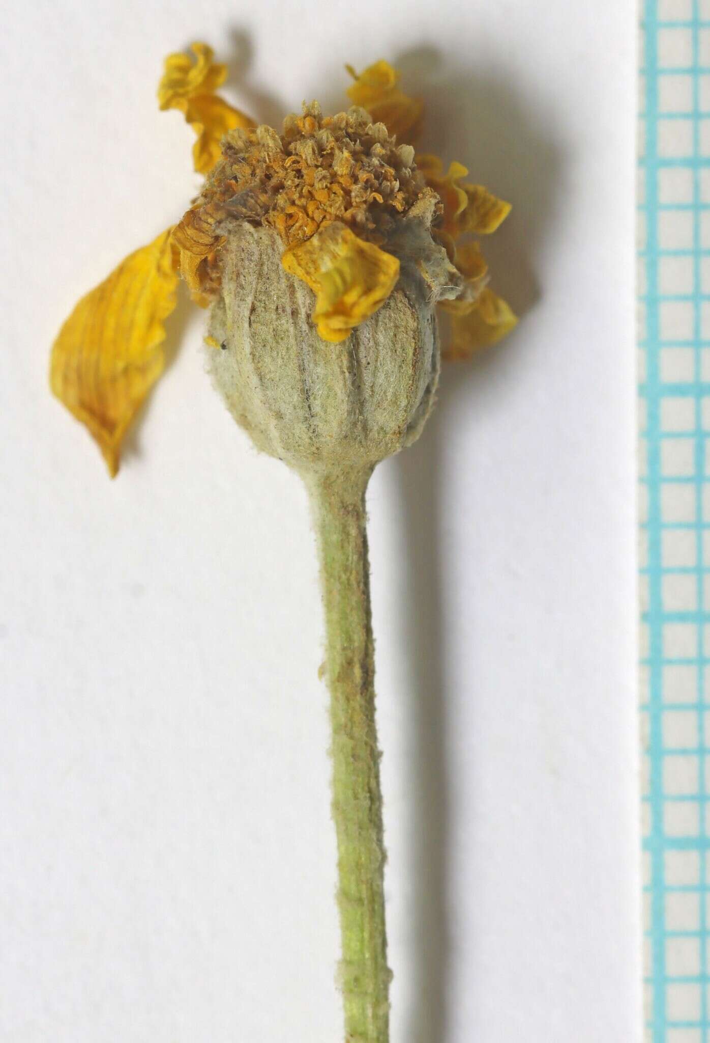 Image of <i>Eriophyllum lanatum</i> var. <i>achilleoides</i> (DC.) Jeps.