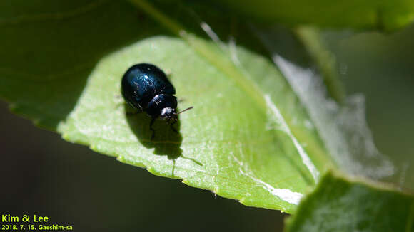 Image of willow leaf beetle