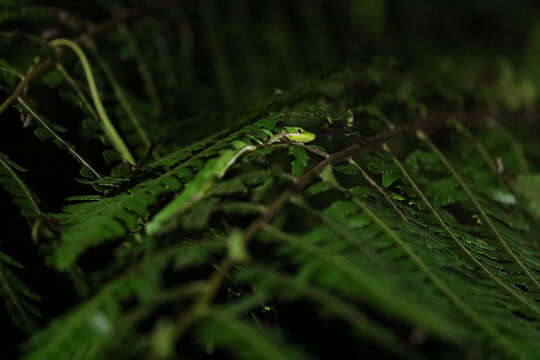 Image of Koshun Grass Lizard