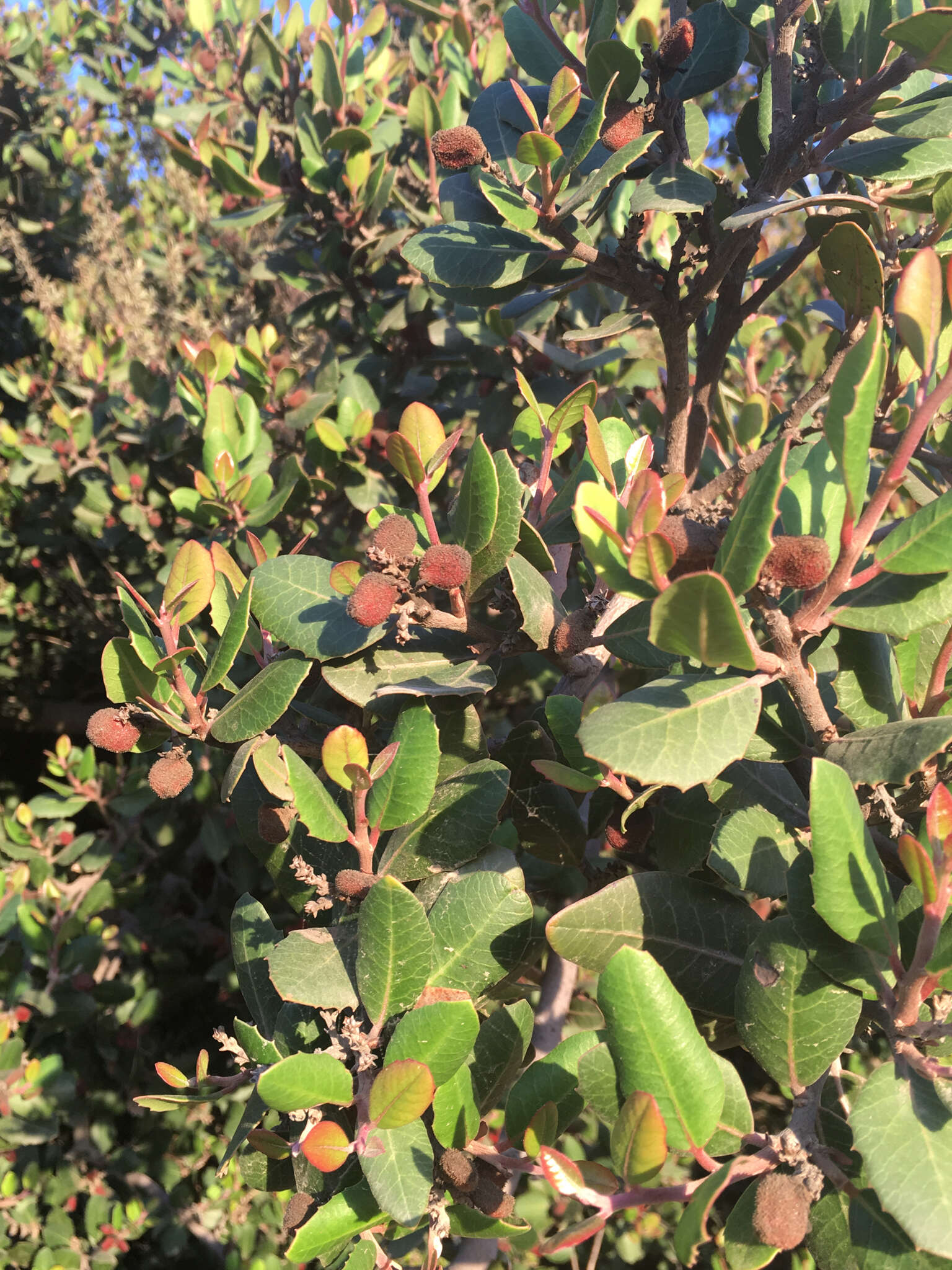 Image of lemonade sumac