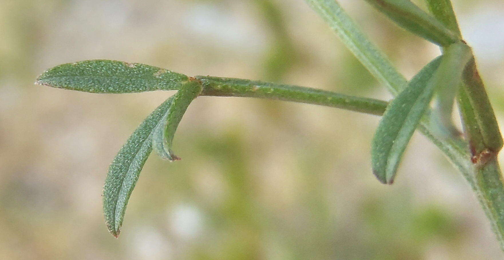 Image of Indigofera meyeriana Eckl. & Zeyh.