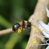 Image de Andrena transnigra Viereck 1904