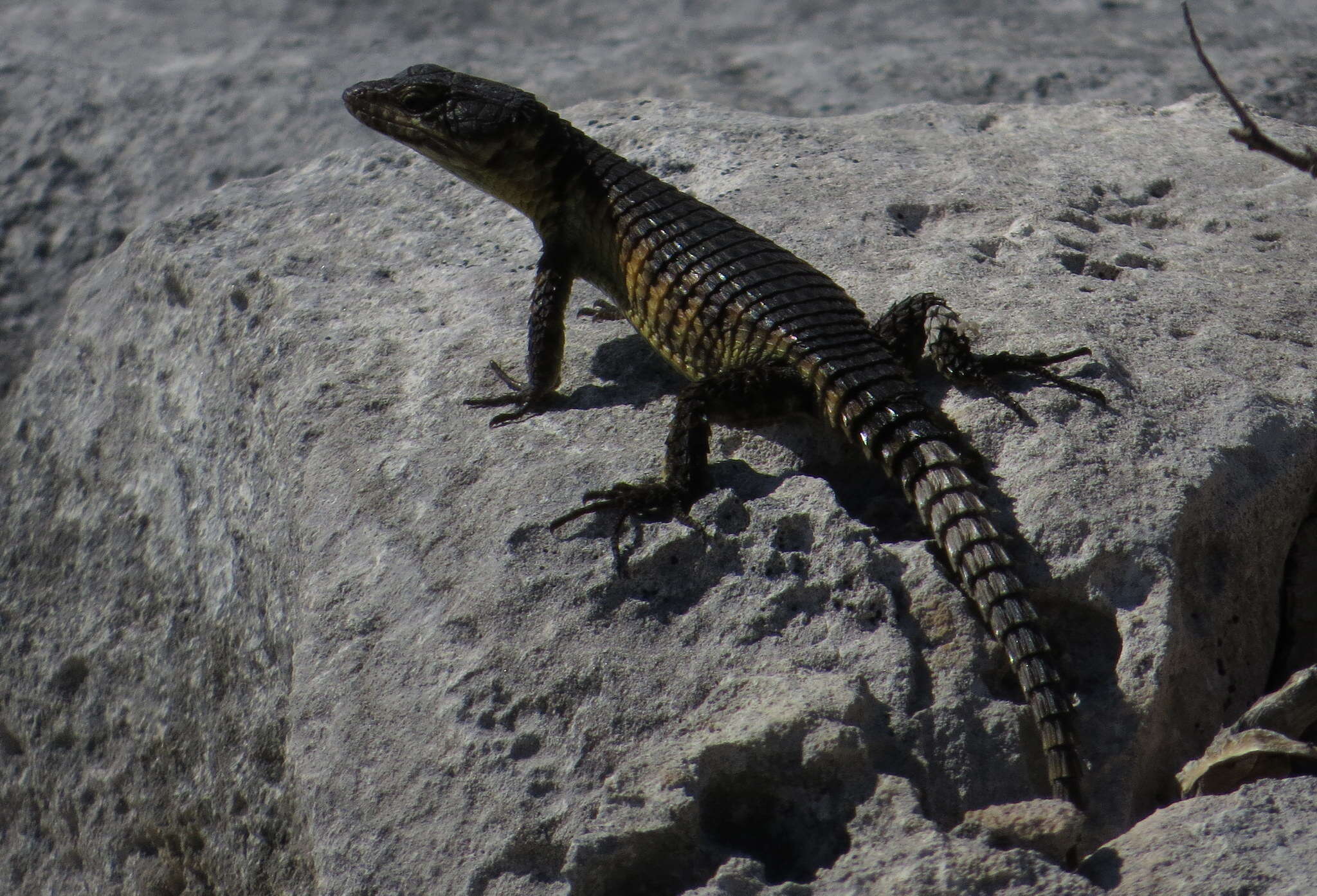 Image of Cape Girdled Lizard