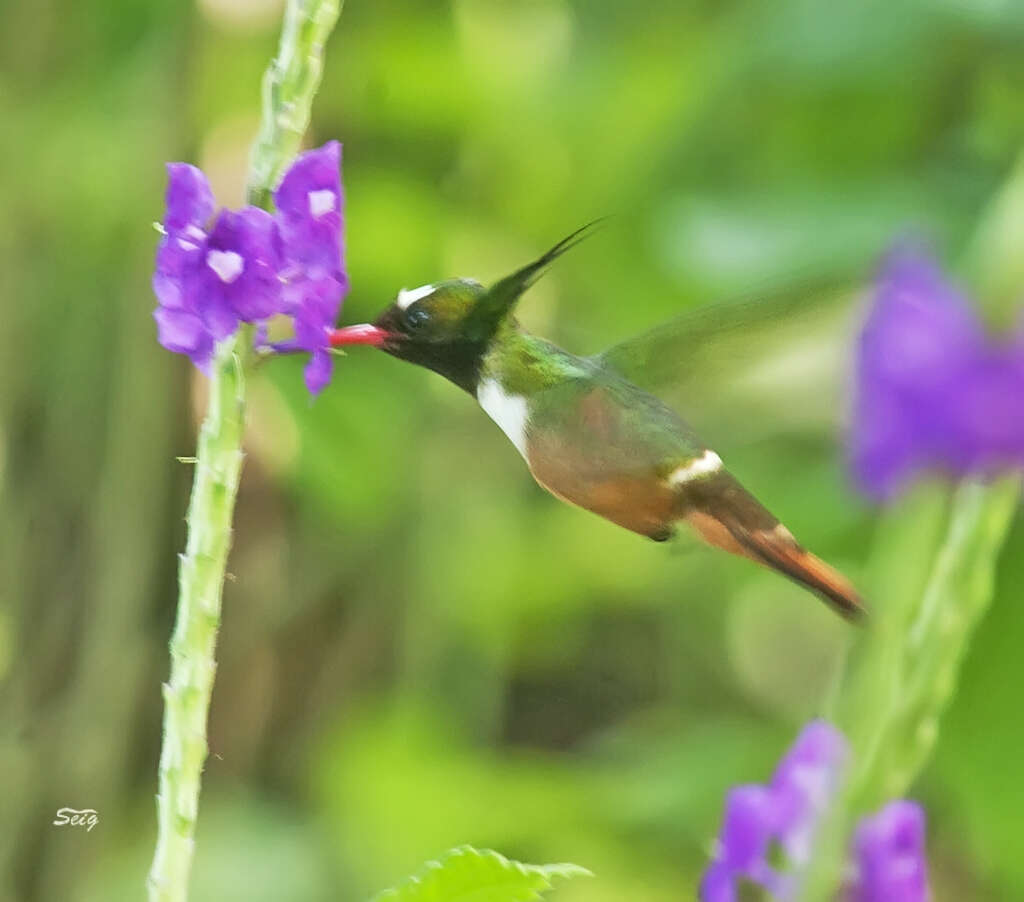 Lophornis adorabilis Salvin 1870 resmi