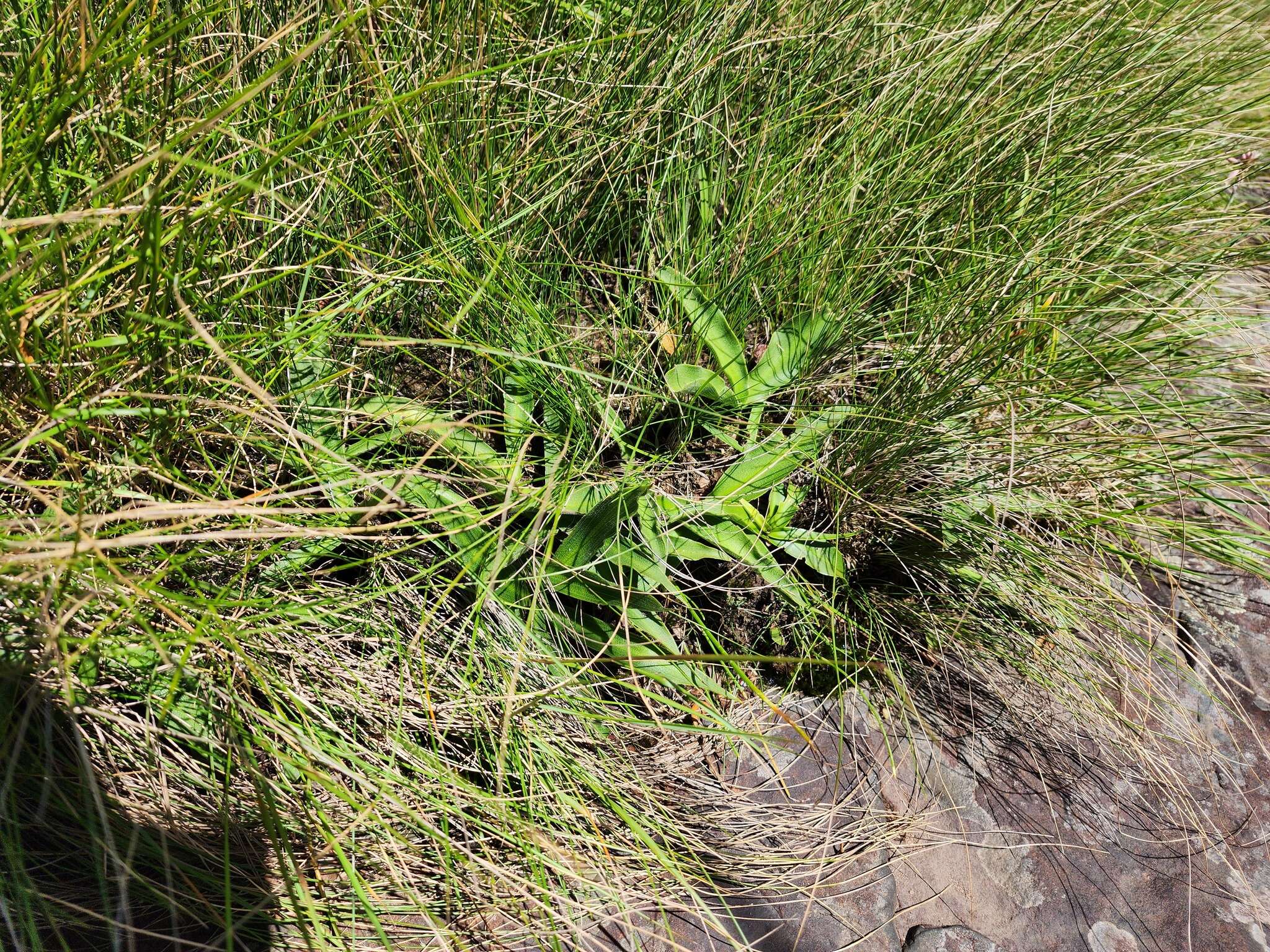 Image of Merwilla plumbea subsp. kraussii