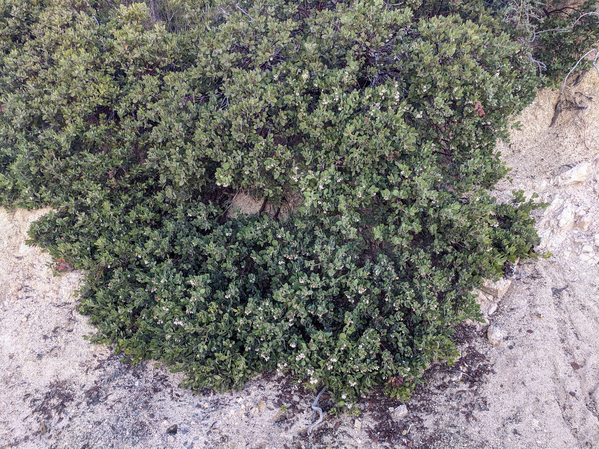 Imagem de Arctostaphylos glandulosa subsp. mollis (J. E. Adams) P. V. Wells