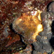 Image of giant sponge