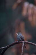 Image of White-throated Pewee