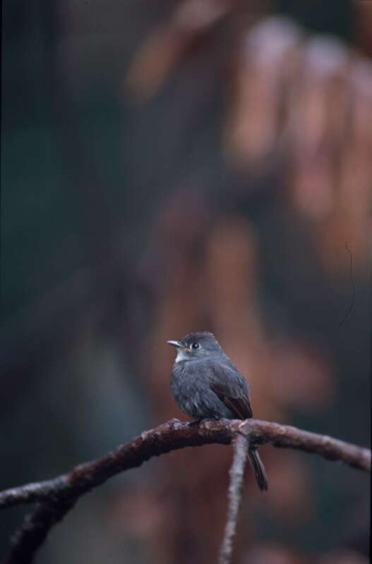 Image of White-throated Pewee