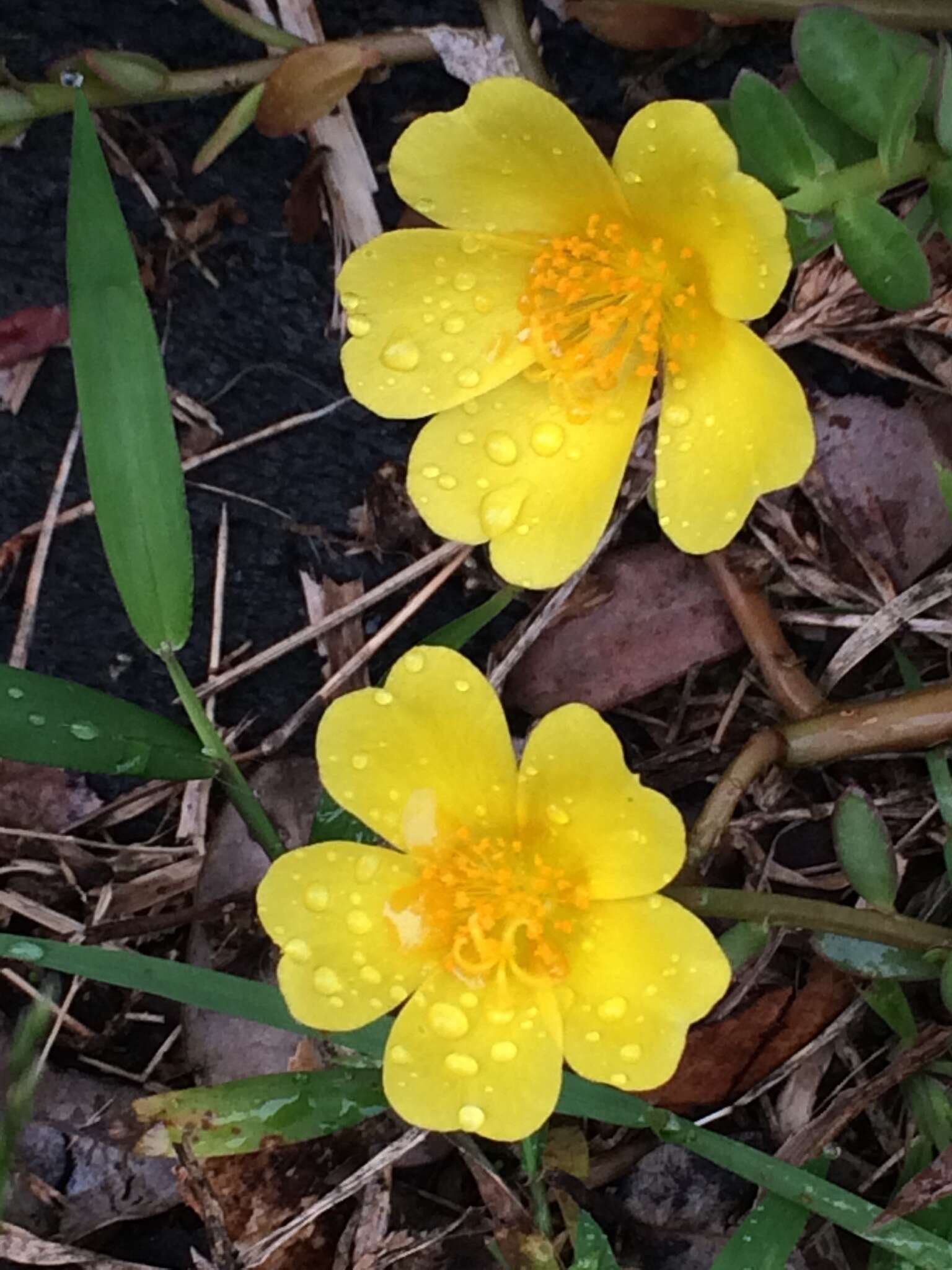 Image of native yellow purslane