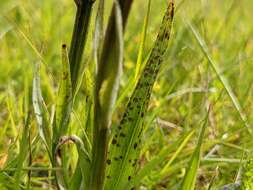 Image of Dactylorhiza maculata subsp. islandica (Á. Löve & D. Löve) Soó