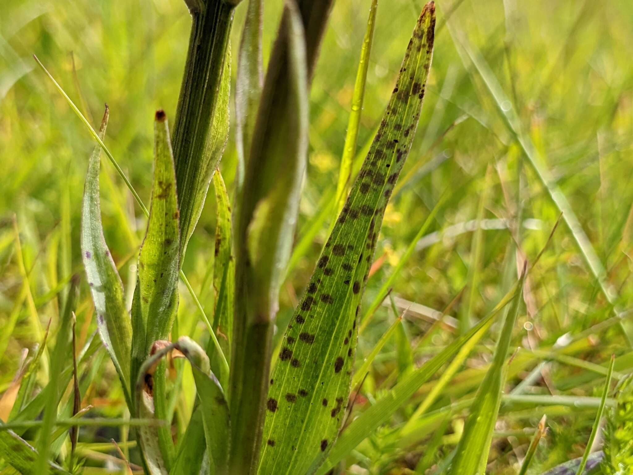 Image of Dactylorhiza maculata subsp. islandica (Á. Löve & D. Löve) Soó