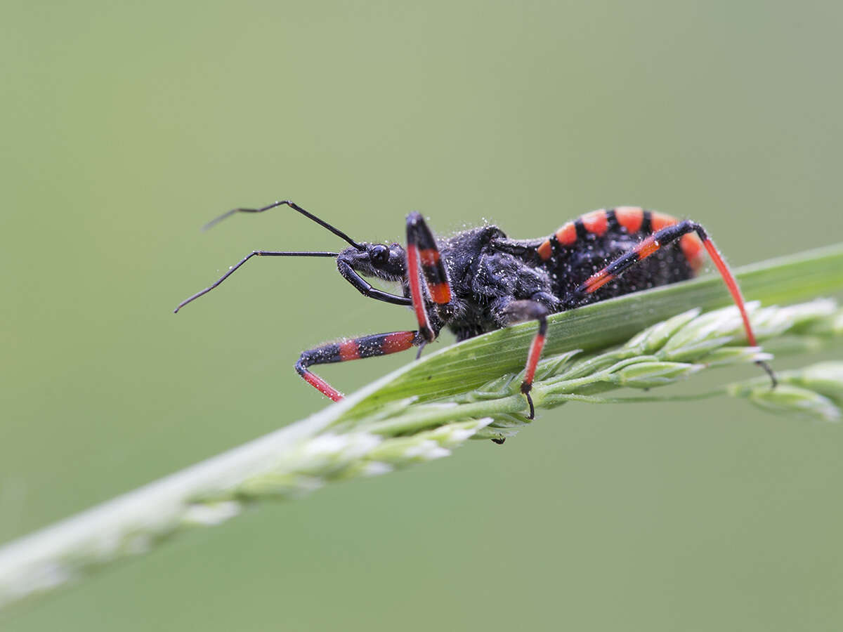 Plancia ëd Rhynocoris annulatus (Linnaeus 1758)