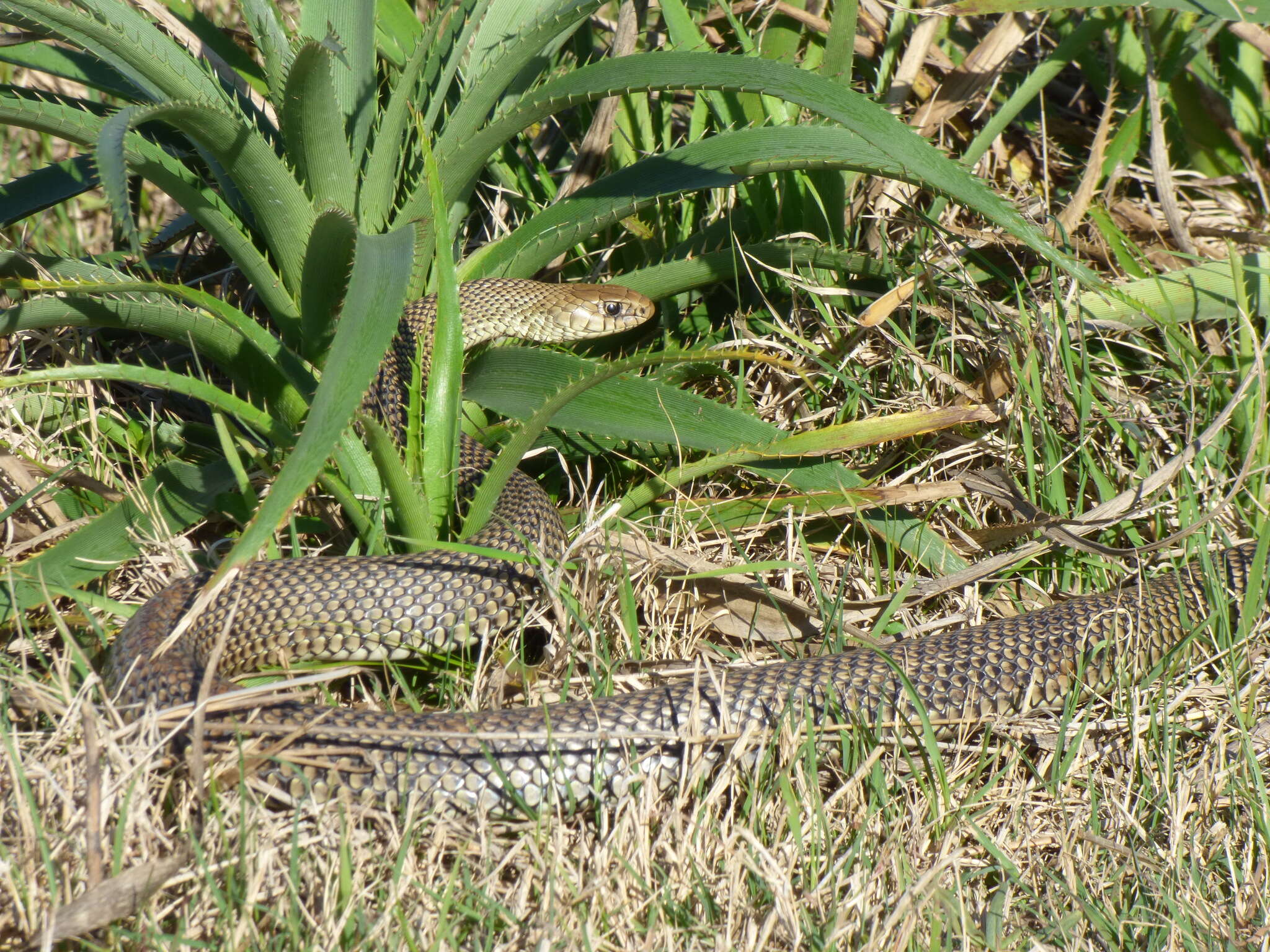 Image de Philodryas patagoniensis (Girard 1858)