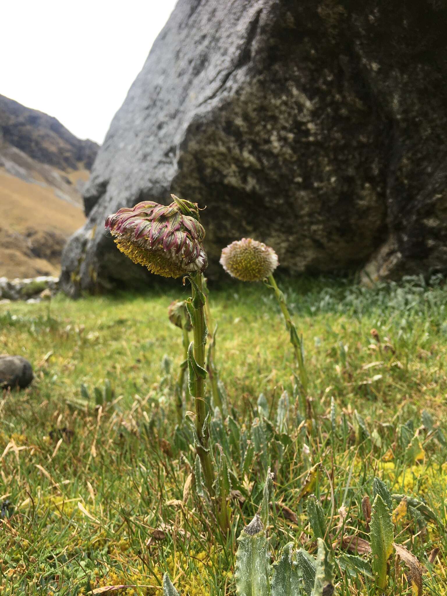 Image of Culcitium serratifolium Meyen & Walp.