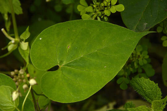 Imagem de Cynanchum auriculatum Royle ex Wight