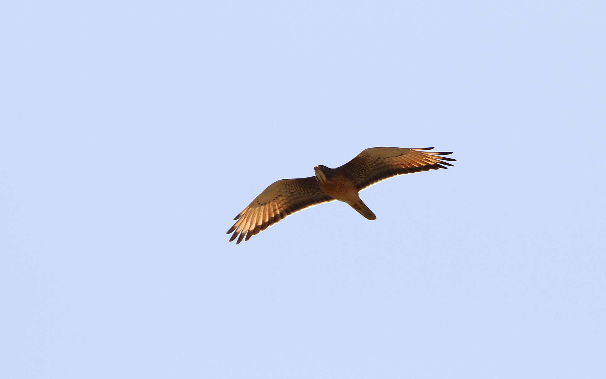 Image of Grasshopper Buzzard