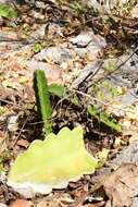 Dendrocereus undulosus (DC.) Britton & Rose的圖片