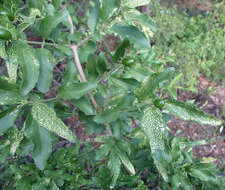 Image of Jasminum stenolobum Rolfe