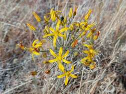 Image of common goldenstar