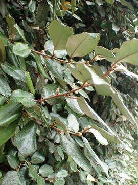 Plancia ëd <i>Elaeagnus</i> × <i>ebbingei</i>