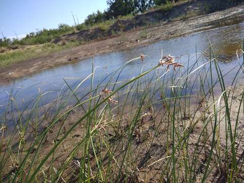 Image of tuberous bulrush