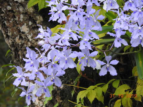 Image of blue orchid