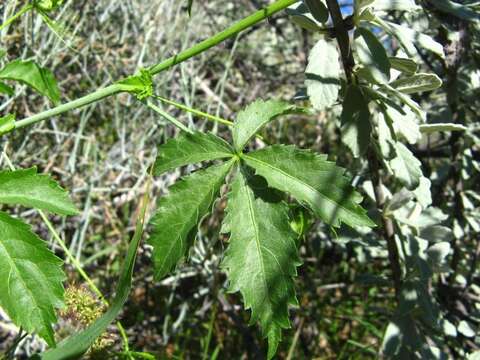 Image de Hibisceae