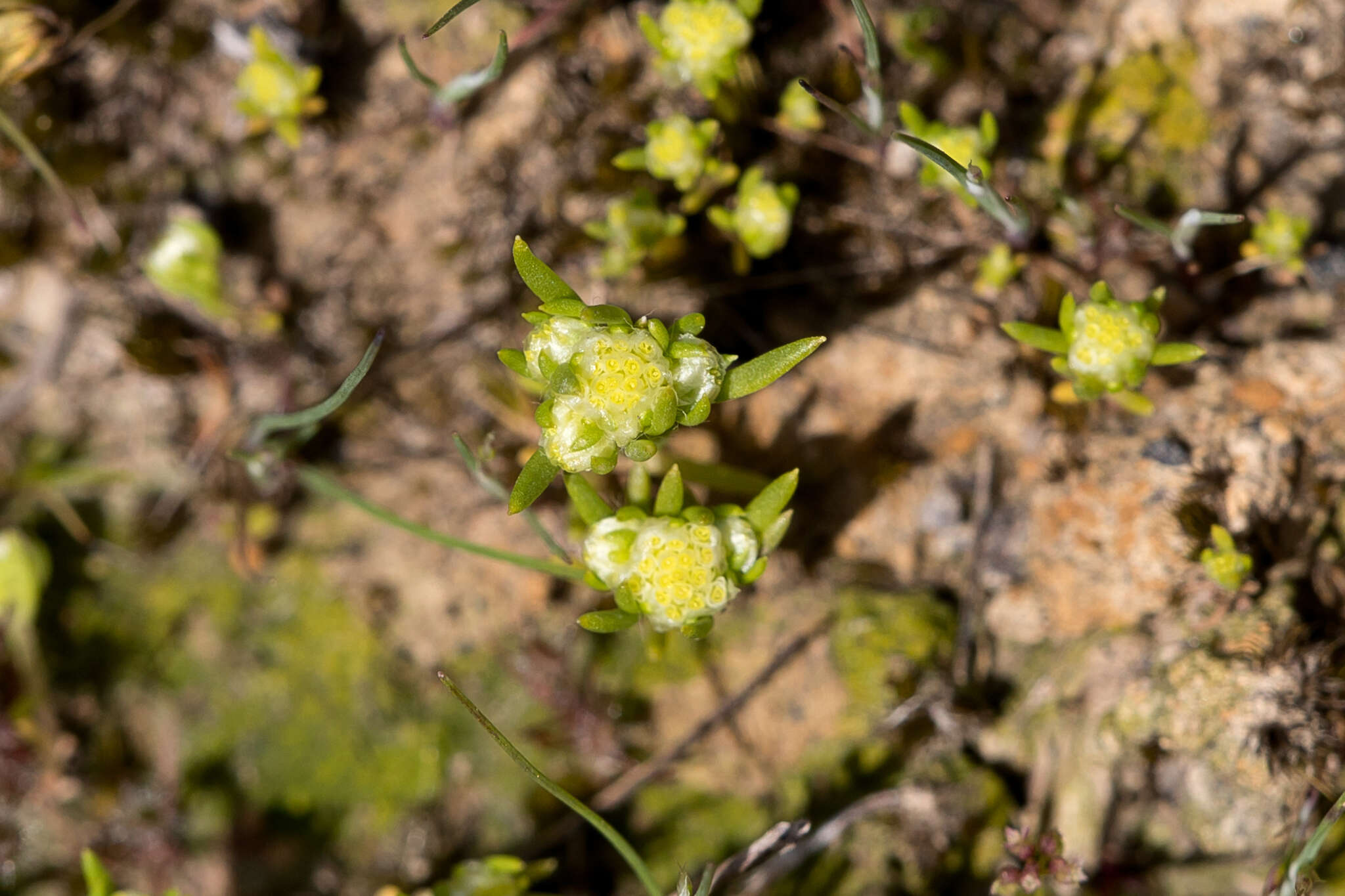 Sivun <i>Siloxerus multiflorus</i> kuva