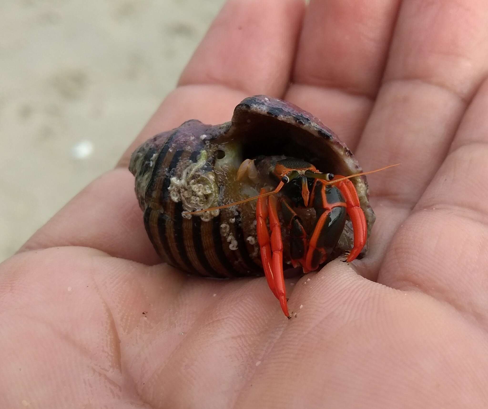 Image of California scarlet hermit crab