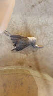 Image of Clapper Rail