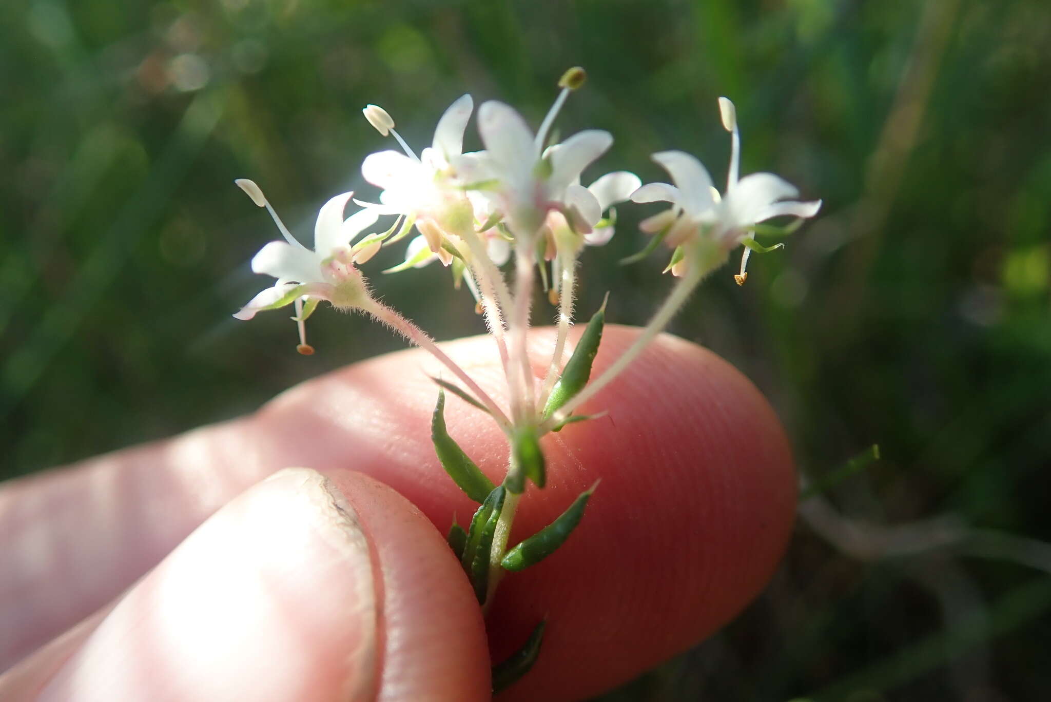 Image of Agathosma acutissima Dümmer