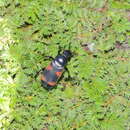 Image of Nicrophorus (Necroxenus) przewalskii (Semenov & A. P. 1894)