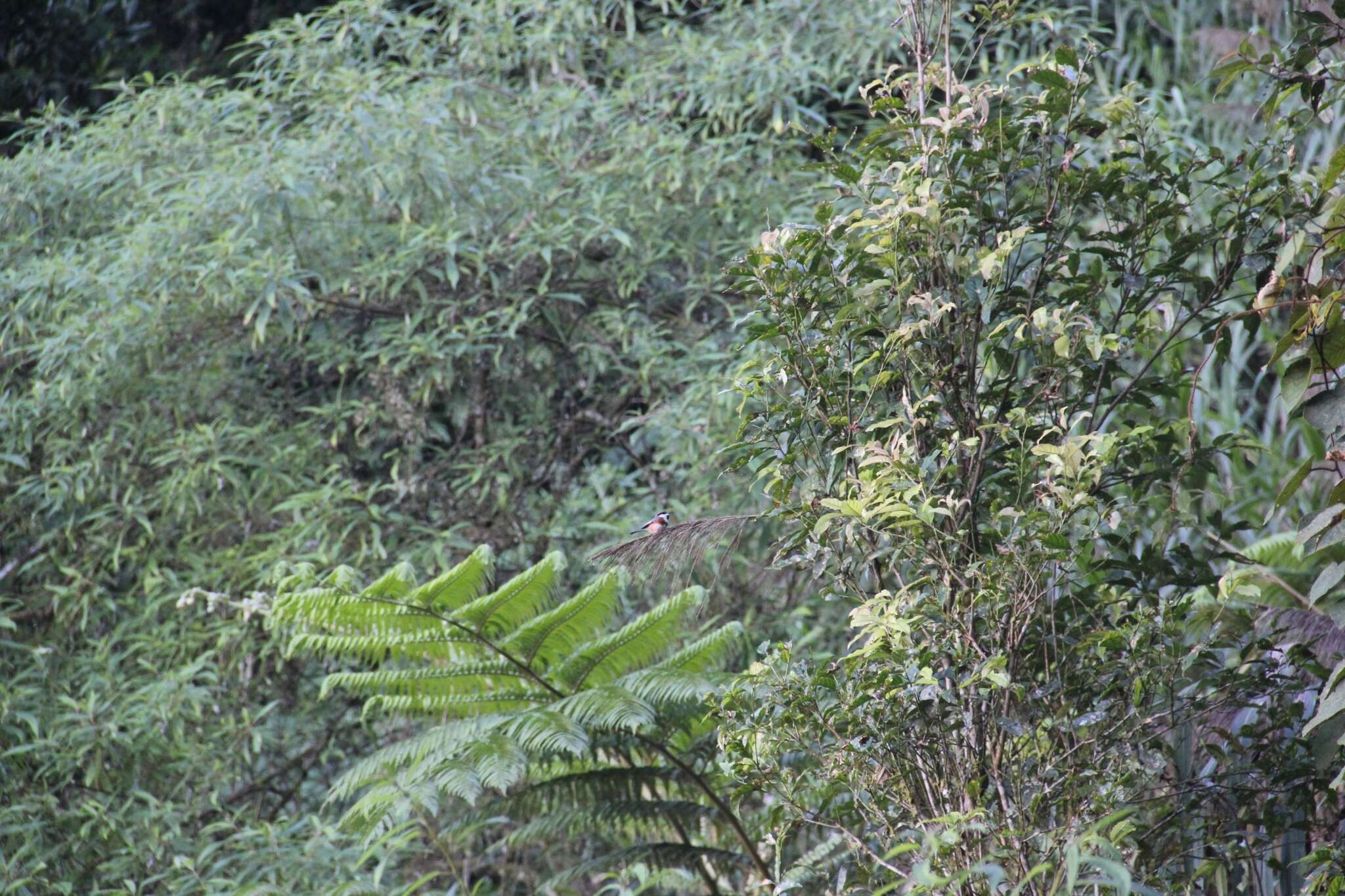 Image of Aegithalos concinnus concinnus (Gould 1855)