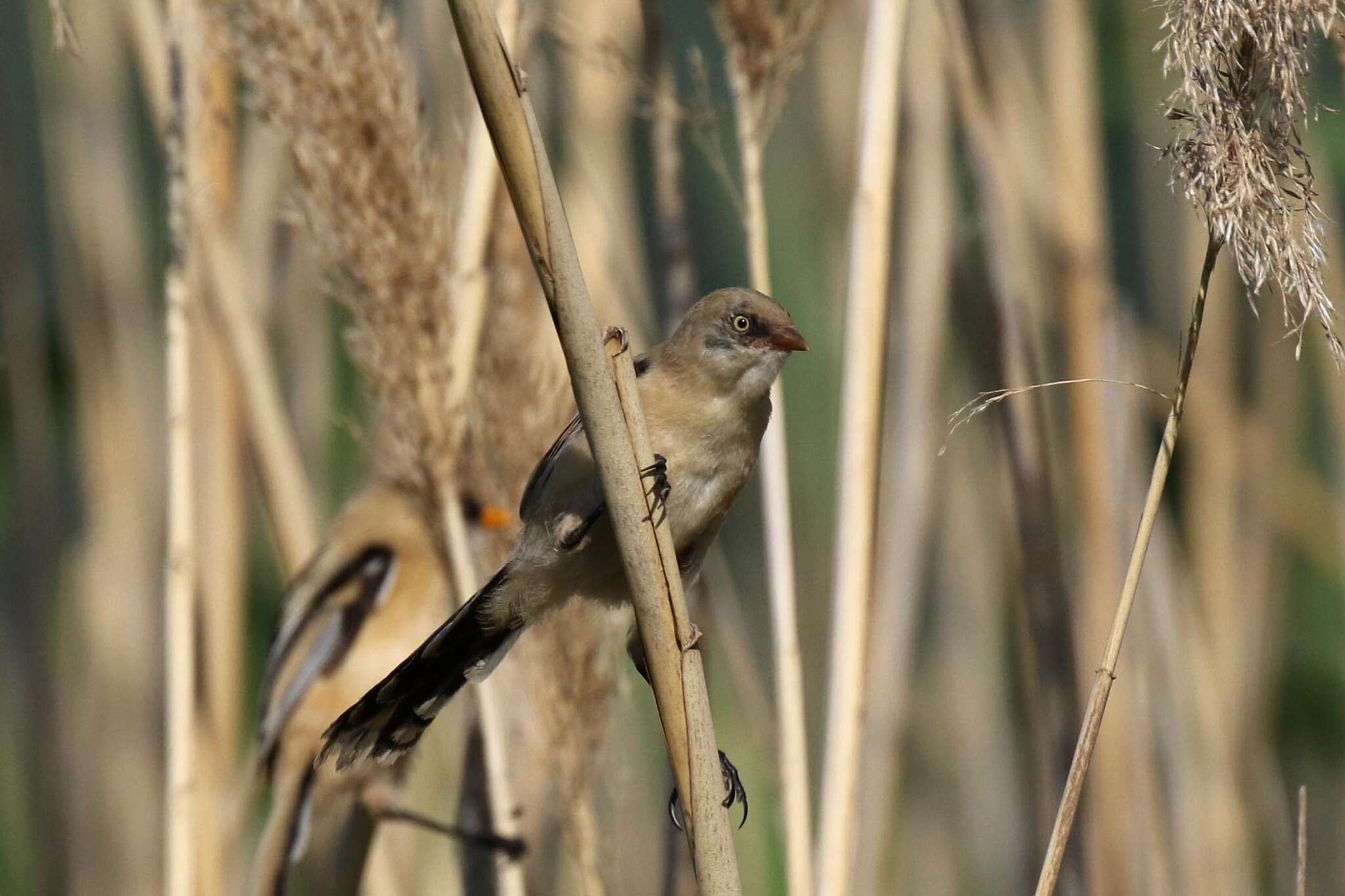 Sivun Panuridae kuva