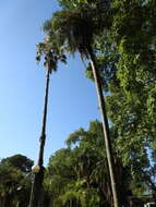 Image of grugru palm