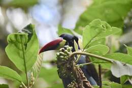 Image of Gray-breasted Mountain-toucan