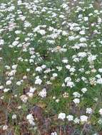 Image of corky-fruited water-dropwort