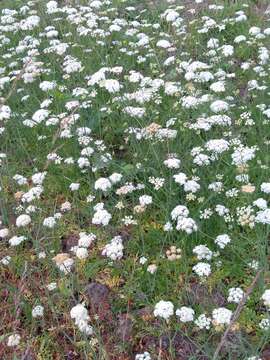 Image of corky-fruited water-dropwort